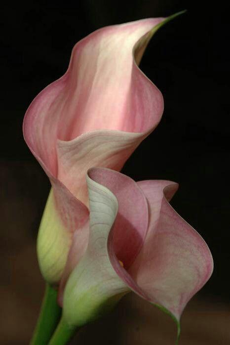 PearlRidgeHarbor workshop space where corporate flower arrangements are designed and prepared for business delivery